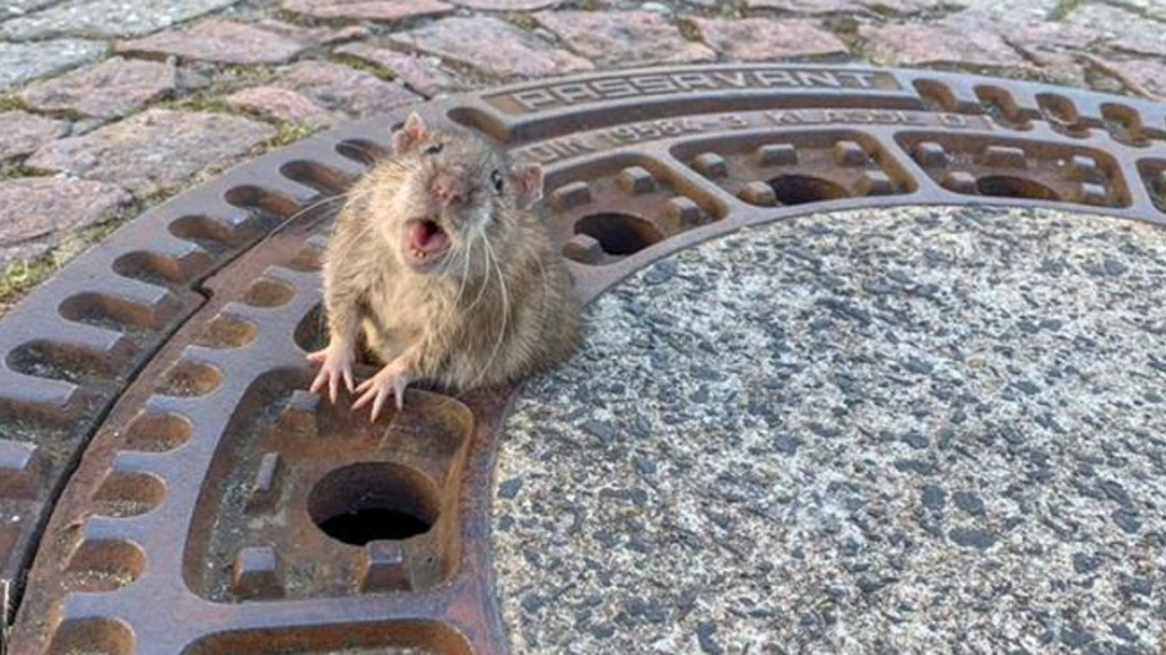 Πέθανε ο ήρωας αρουραίος Μαγκάουα που βοήθησε στην εκκαθάριση ναρκοπεδίων στην Καμπότζη