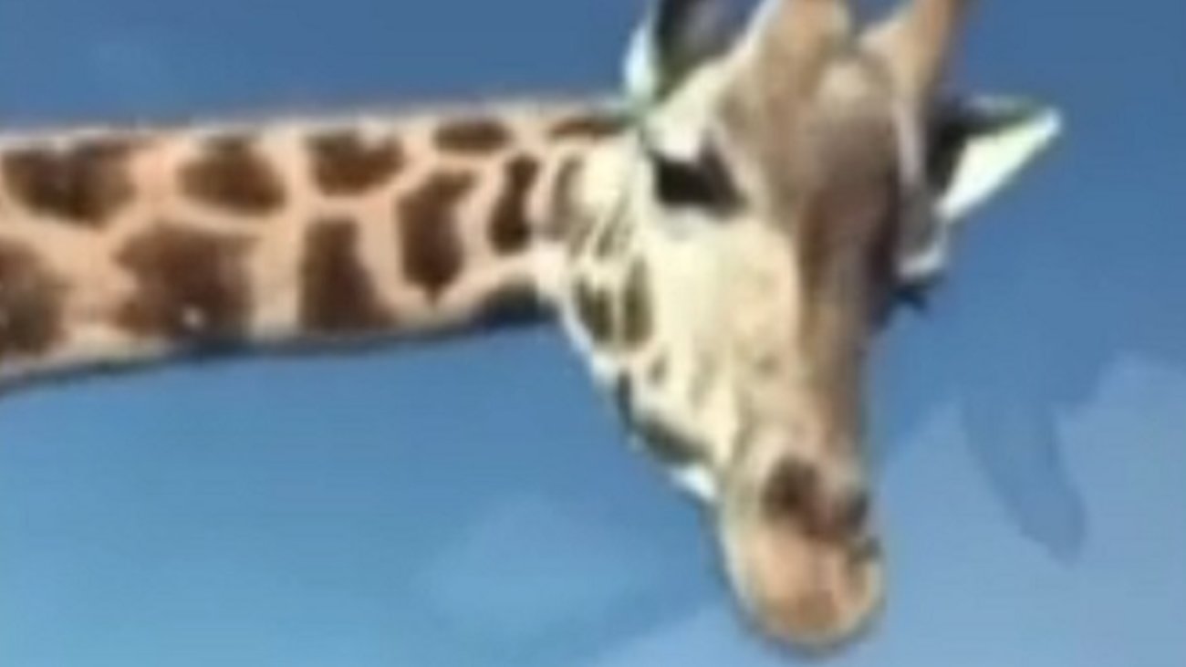 Λαίμαργη καμηλοπάρδαλη... άρπαξε κοριτσάκι 2 ετών μαζί με το φαγητό της - Απίστευτο περιστατικό [βίντεο] - εικόνα 3