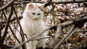 Save a Greek Stray: Σαββατοκύριακο στειρώσεων αδέσποτων γατιών από τον Ωρωπό και τη Χαλκίδα