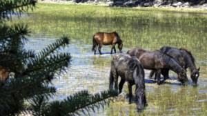 Φρίκη με νεκρά και τεμαχισμένα άλογα στα Γρεβενά: "Ούτε τα αγρίμια τέτοιο μακελειό", λέει ο ιδιοκτήτης τους - εικόνα 3