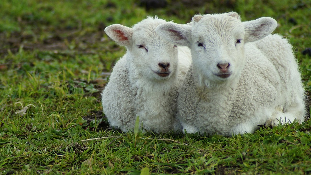 Foreaslaikon.gov.gr: Η ιστοσελίδα του φορέα λειτουργίας Λαϊκών Αγορών- Οι καταναλωτές θα μπορούν να κάνουν καταγγελίες - εικόνα 3