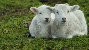 Αναψαν τα αίματα σε εκκλησία στην Καλλιθέα: Ιερέας πιάστηκε στα χέρια με πιστό επειδή άφησε σοκολατάκι στο παγκάρι