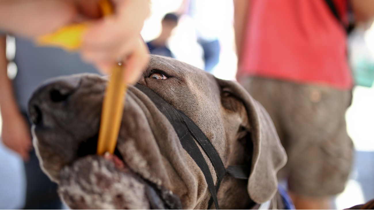 Σοκ με κακοποίηση σκύλου στην Κρήτη: Πυροβόλησε το άτυχο ζώο με καραμπίνα στο πρόσωπο - εικόνα 2