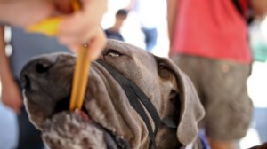 Σοκ με κακοποίηση σκύλου στην Κρήτη: Πυροβόλησε το άτυχο ζώο με καραμπίνα στο πρόσωπο - εικόνα 2