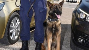 Η Πολεμική Αεροπορία καλεί σε... κατάταξη 23 σκύλους- Για φρούρηση και εντοπισμό εκρηκτικών - εικόνα 2