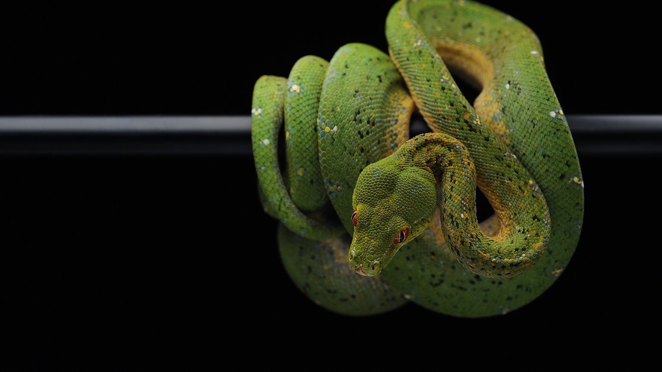 Βρετανία: Διάρρηξη με λεία  χρυσοκάστανο "θησαυρό" - Εκλεψε 15 βασιλικούς πύθωνες