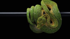 Βρετανία: Διάρρηξη με λεία χρυσοκάστανο "θησαυρό" - Εκλεψε 15 βασιλικούς πύθωνες