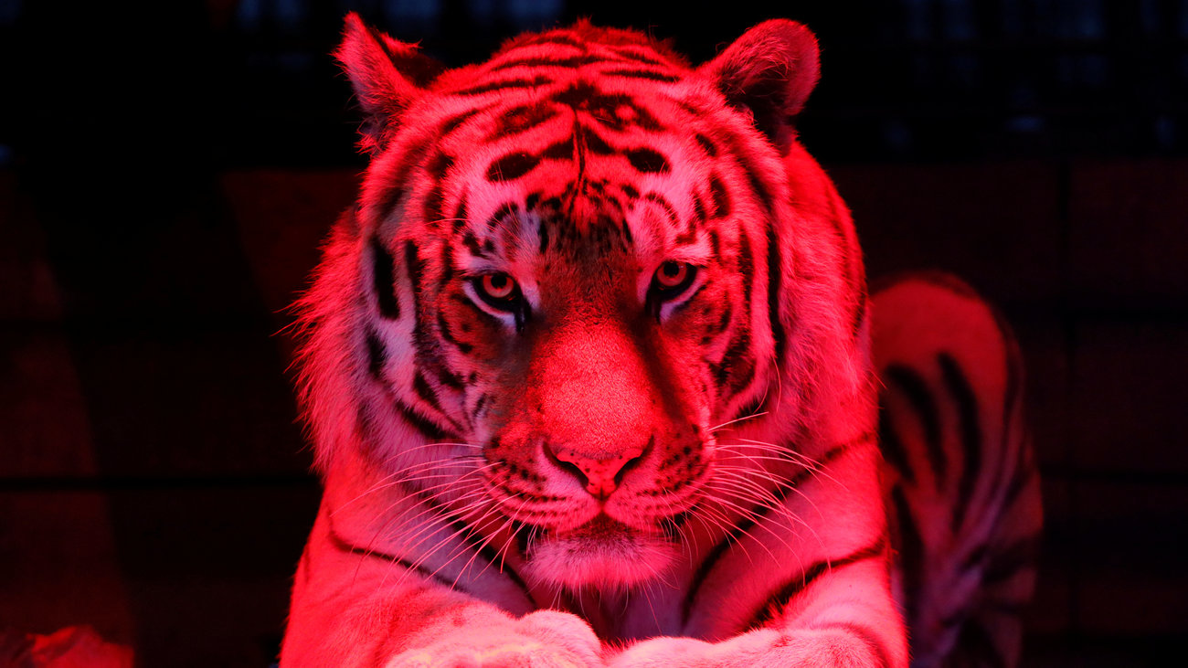 Χιλή: Εμβολιάστηκαν κατά του κορονοϊού μια τίγρη της Βεγγάλης και ένας ουρακοτάγκος του Βόρνεο - εικόνα 3