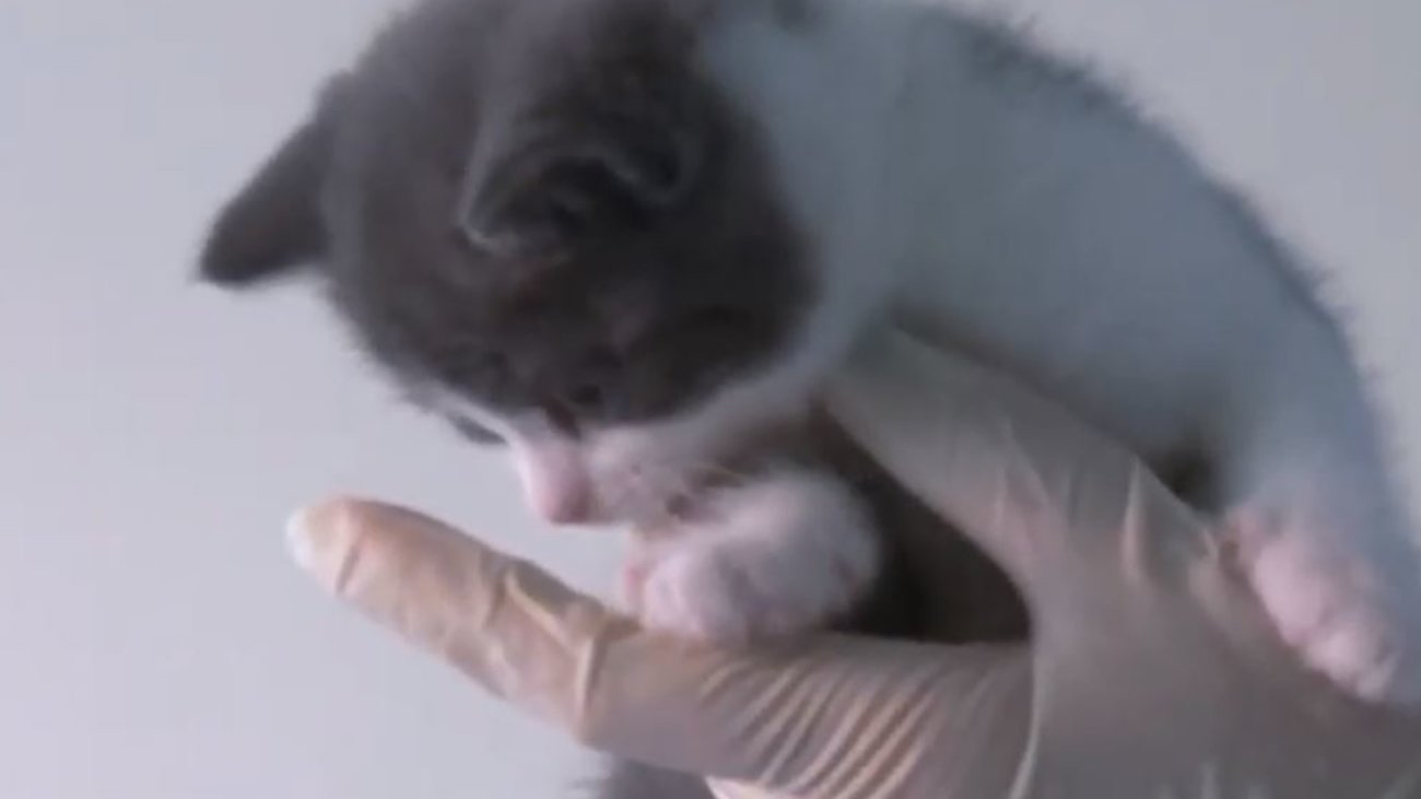 Αυτή είναι η πρώτη κλωνοποιημένη λύκαινα- Η παρένθετη μητέρα ήταν ένας σκύλος Μπίγκλ [βίντεο]