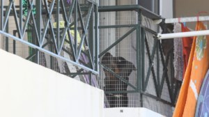 Απίστευτο: Ο ιδιοκτήτης των ροτβάιλερ που κατασπάραξαν 5χρονο στην Κοζάνη, ζητάει αποζημίωση...από τη μητέρα του παιδιού - εικόνα 2