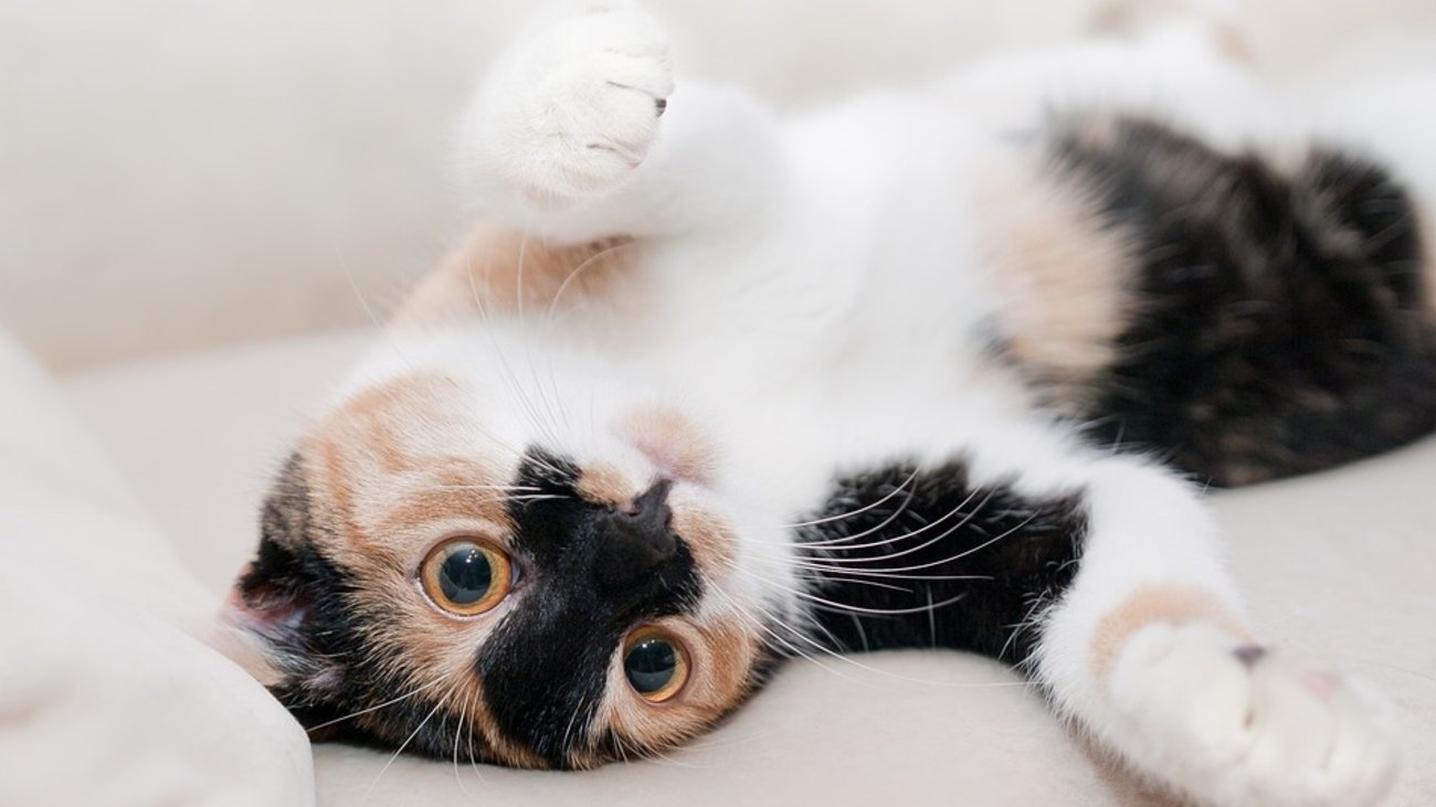 Απίστευτο θράσος: Ξυλοκόπησαν άγρια αστυνομικό που έκανε παρατήρηση για παρκάρισμα - "Νταβατζή θα σε βάλουμε;" [Βίντεο]