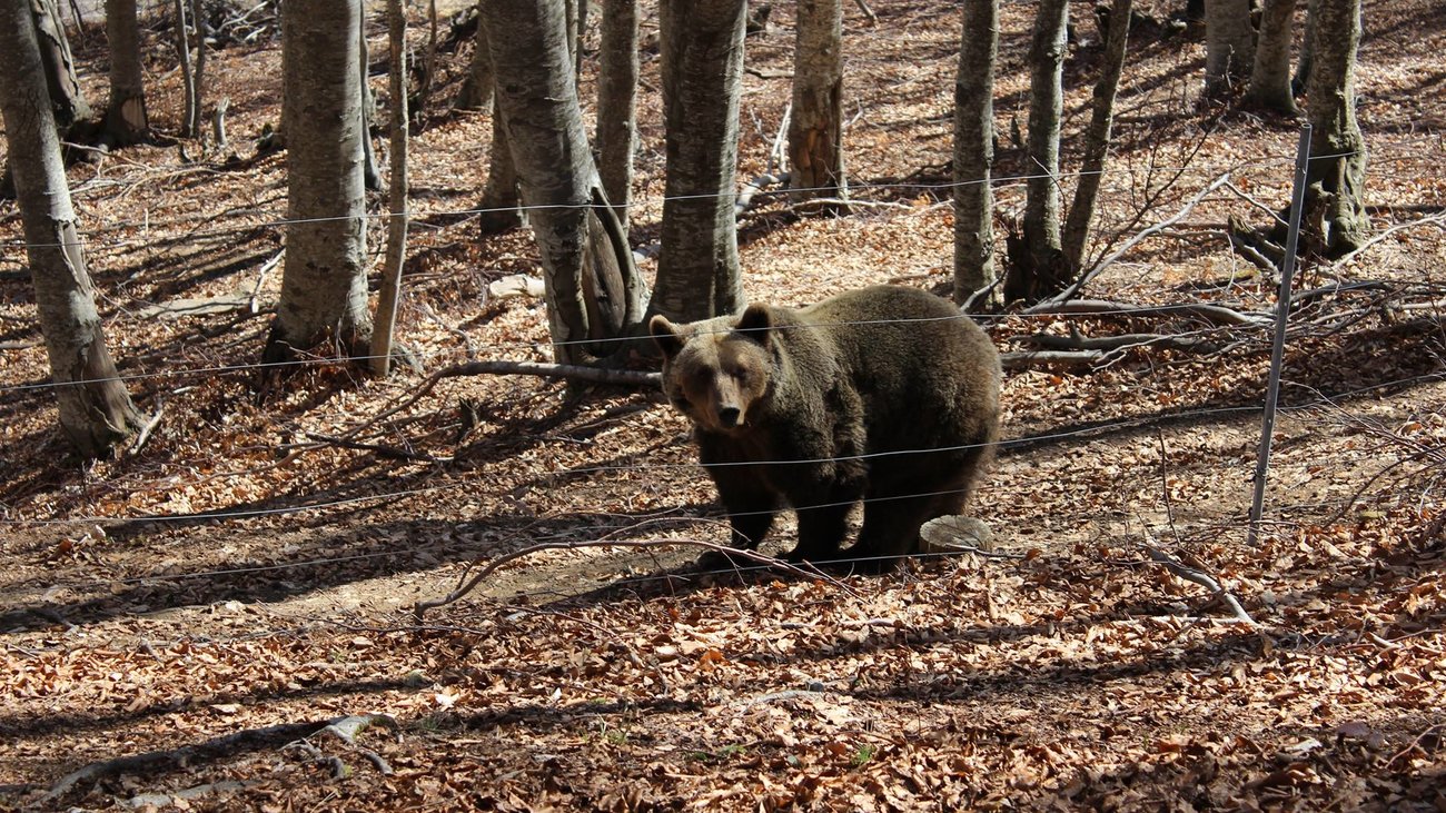 Τι συμβαίνει με τις νεκρές αρκούδες στη Βόρεια Ελλάδα - "Κάνουν ζημιά στα χωράφια", λένε οι αγρότες