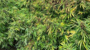 Απίστευτο: Γέννησε μέσα στο λεωφορείο του ΚΤΕΛ Κέρκυρας στα διόδια Κιάτου