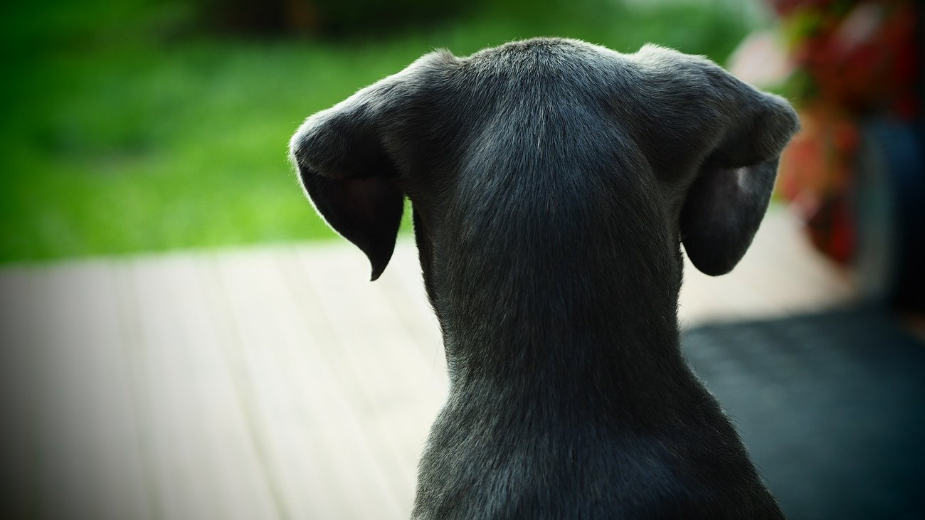 Λαμία: Έβγαλε βόλτα το σκυλάκι του και κατέληξε στα Επείγοντα από επίθεση άλλου σκύλου