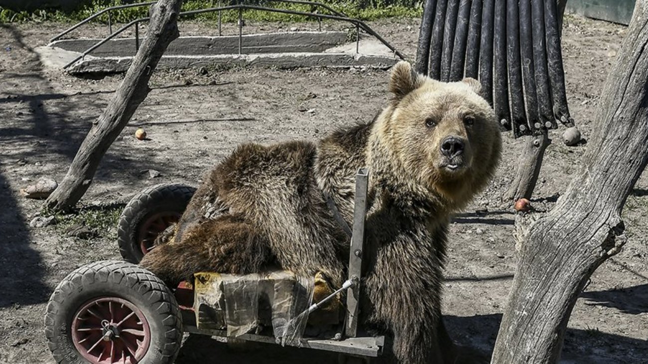 Ετοιμα να γυρίσουν σπίτι τα ορφανά αρκουδάκια του Αρκτούρου - εικόνα 3