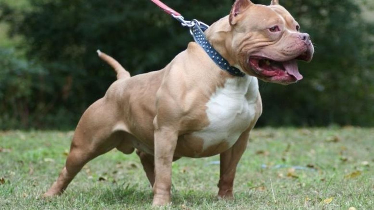 Πίτμπουλ όρμησε και δάγκωσε αστυνομικό στη Νίκαια - "Φάε τους" φώναξε το αφεντικό