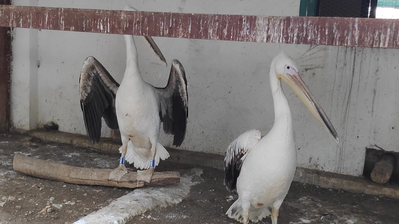 Πρέσπες: Η αβάσταχτη μοναξιά των αργυροπελεκάνων που έχασαν το ταίρι τους [εικόνες] - εικόνα 4