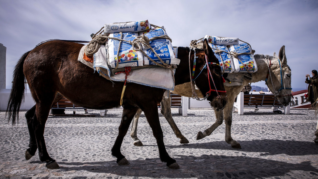 Καύσωνας: Πώς μπορούμε να βοηθήσουμε τα ζώα και κυρίως τα αδέσποτα - Τι πρέπει να ξέρουμε για τη θερμοπληξία - εικόνα 2