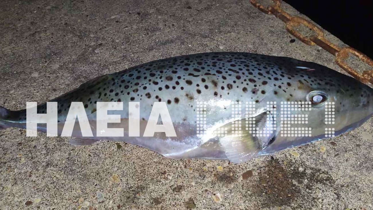 Λαγοκέφαλος-τέρας πιάστηκε στην Κάλυμνο: Δηλητηριώδες ψάρι που δεν πρέπει επ΄ουδενι να καταναλωθεί [εικόνες, βίντεο] - εικόνα 2