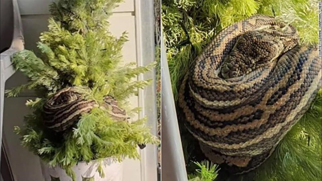 Βρετανία: Διάρρηξη με λεία  χρυσοκάστανο "θησαυρό" - Εκλεψε 15 βασιλικούς πύθωνες - εικόνα 2