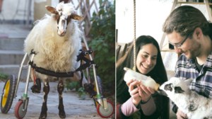 Κερατσίνι: Συνελήφθη 40χρονος που είχε δέσει αρνάκι και το πήγαινε για σφαγή