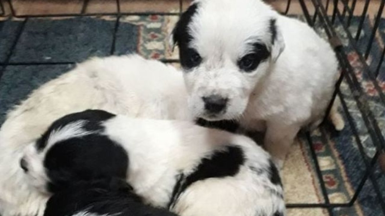 Παγκράτι: Συνελήφθη γυναίκα που έριχνε νερό σε γατάκια για να τα  πνίξει