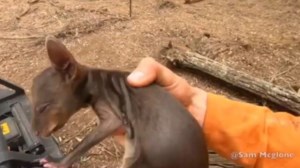 Αυστραλία: Νεκρός άντρας από επίθεση καγκουρό - Για πρώτη φορά από το 1936