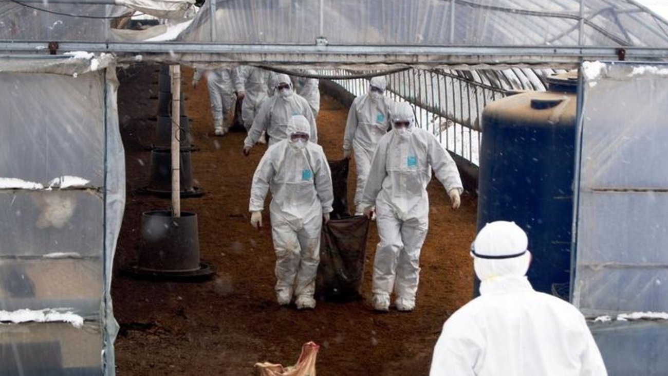 Κίνα: Πρώτος θάνατος στον κόσμο από τη γρίπη των πτηνών Η3Ν8 - Θύμα μια 56χρονη γυναίκα - εικόνα 3