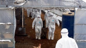 Κίνα: Πρώτος θάνατος στον κόσμο από τη γρίπη των πτηνών Η3Ν8 - Θύμα μια 56χρονη γυναίκα - εικόνα 3