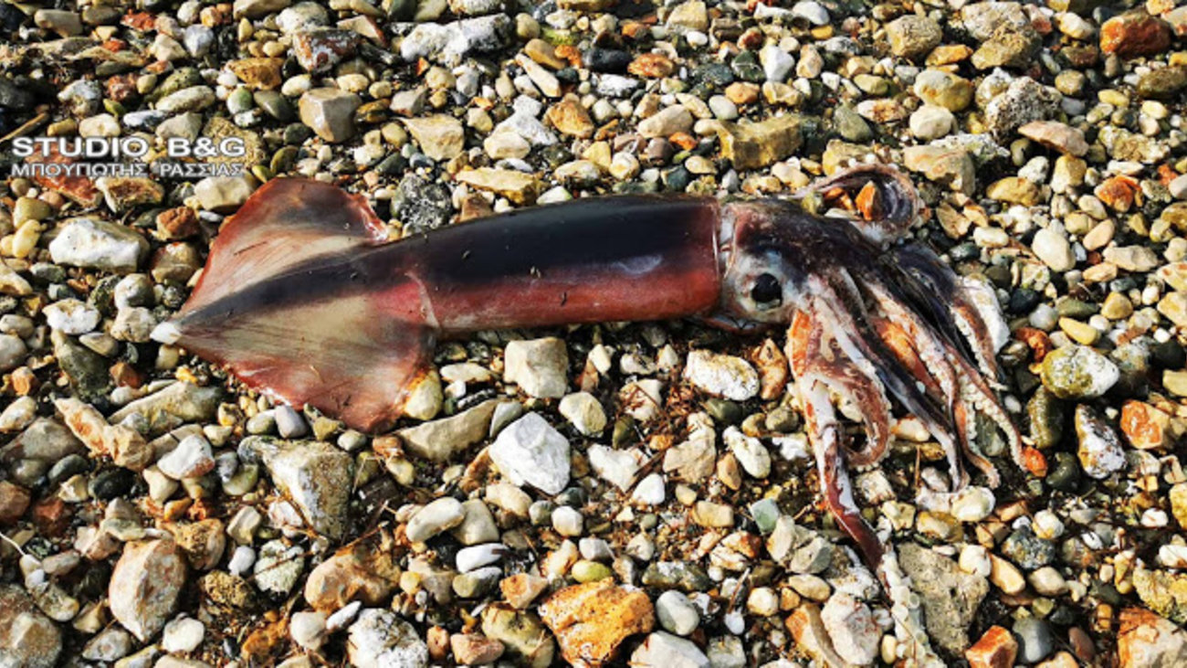 Κέα: Θράψαλο γίγας ξέβρασε η θάλασσα στην παραλία Οτζιάς - Πάνω από ένα μέτρο σε μήκος [Εικόνες]