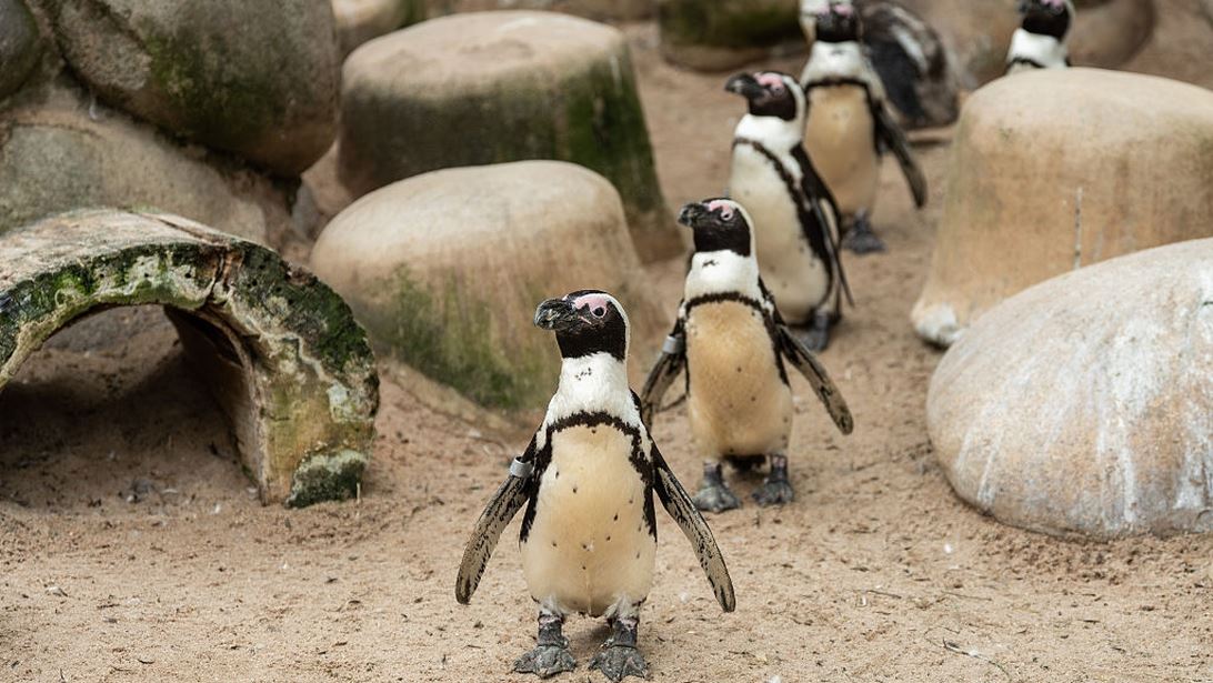 Το μoναδικό είδος πιγκουίνου της Αφρικής λιμοκτονεί: Υπάρχει ακόμα ελπίδα;