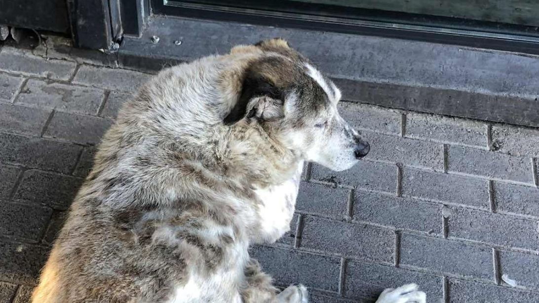 Θλίψη για τον αδέσποτο σκύλο που έγραψε ιστορία στην πόλη της Χαλκίδας