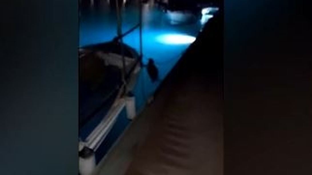 Mια monachus monachus στο λιμάνι του Παράλιου Άστρους: Αναζητούσε τροφή ή έναν ασφαλή χώρο για να ξεκουραστεί