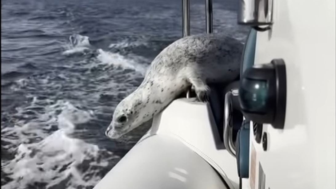 Σώθηκε από θαύμα: Φώκια γλιτώνει από φάλαινες πηδώντας στη βάρκα φωτογράφου [βίντεο]