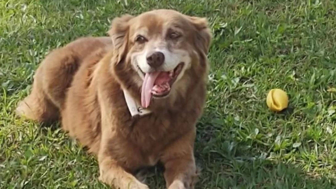 Η αφοσίωση ενός σκύλου που επί 10 χρόνια δεν έφυγε από τον τάφο του ανθρώπου του και ο νόμος "Κοβέιρο"