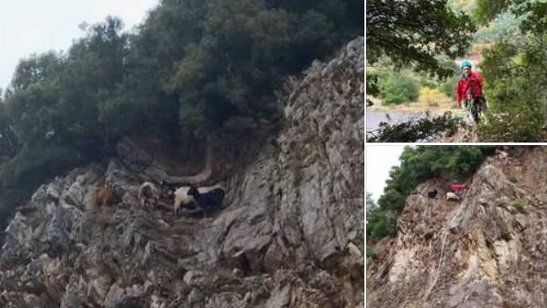 Μεγάλη επιχείρηση διάσωσης για κατσίκες που είχαν εγκλωβιστεί σε βράχια