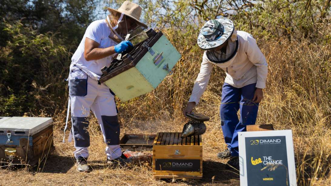 Η DIMAND φέρνει τις μέλισσες στην καρδιά της πόλης