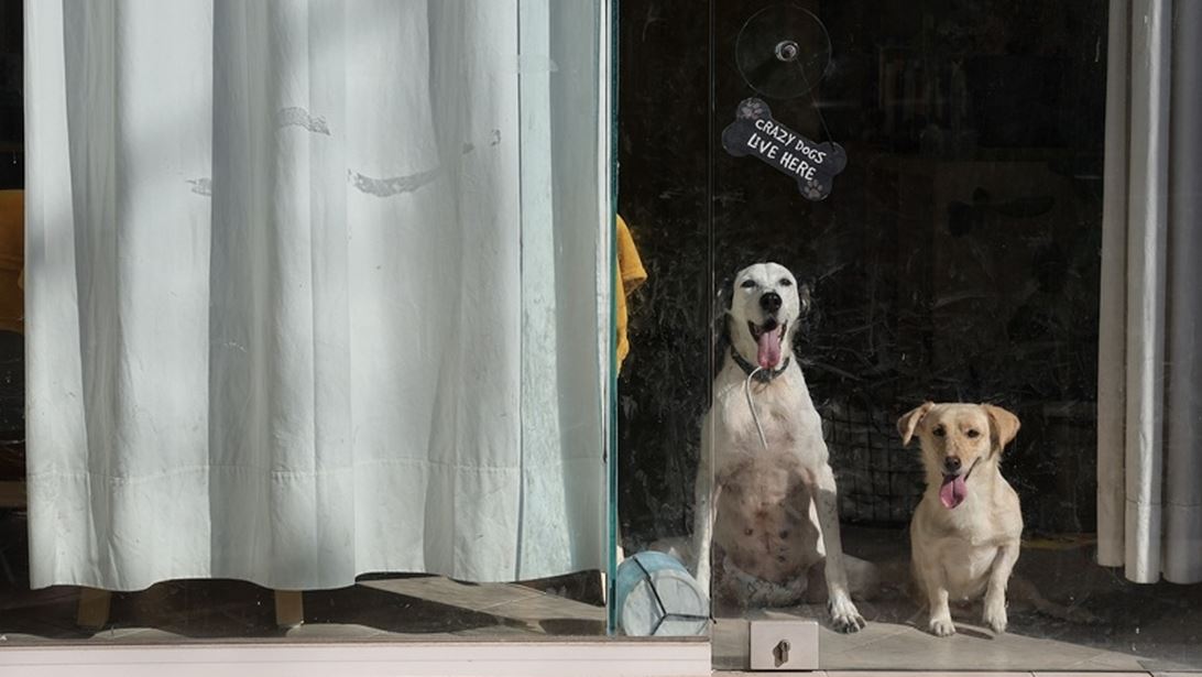 "Ρόδες ελπίδας":  Άνθρωποι που ξαναδίνουν κίνηση σε ζώα που δοκιμάστηκαν σκληρά από τη ζωή