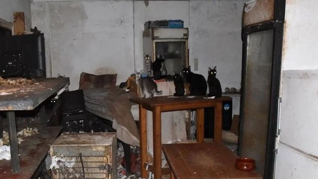 Δονούσα: Στη φυλακή ο 63χρονος βασανιστής ζώων που είχε φυλακίσει 58 γάτες - &quot;Τα αγαπάω και θέλω μόνο το καλό τους&quot; είπε στο δικαστήριο
