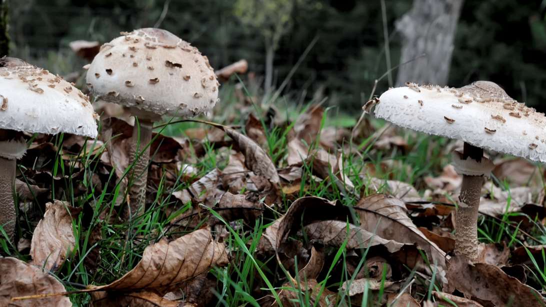 Πώς τα άγρια μανιτάρια μπορούν να προκαλέσουν ηπατική ανεπάρκεια: Τα τέσσερα στάδια της δηλητηρίασης