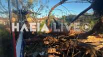Πύργος: Δέντρο κατέρρευσε και έπεσε πάνω σε τρένο - Τραυματίας ο μηχανοδηγός [βίντεο]