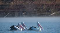 Πρέσπες: Έρευνα για τα αίτια που προκάλεσαν τον θάνατο 2.300 αργυροεπελεκάνων  το 2022