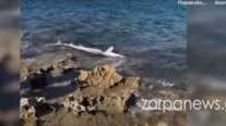 Απίστευτο: Εμφανίστηκε καρχαρίας σε παραλία των Χανίων [βίντεο]