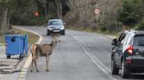 Πάνω από 217 ελάφια έχουν σκοτωθεί στο οδικό δίκτυο της Ρόδου