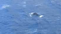 Κάλυμνος: Φάλαινα εμφανίστηκε στον κόλπο των Αργινώντων [βίντεο]