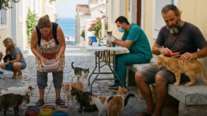 Σύρος: Δωρεάν διαμονή σε όσους φροντίζουν αδέσποτες γάτες - Ανοιχτό κάλεσμα σε εθελοντές