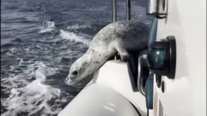 Σώθηκε από θαύμα: Φώκια γλιτώνει από φάλαινες πηδώντας στη βάρκα φωτογράφου [βίντεο]