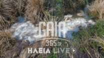 Ηλεία: Δεκάδες νεκρά πρόβατα εντοπίστηκαν στον Αλφειό ποταμό – Εισαγγελική παρέμβαση