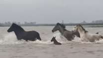 Εντυπωσιακό βίντεο από το Δέλτα Εβρου: Αγέλη αλόγων διασχίζει τα ορμητικά νερά του φουσκωμένου ποταμού