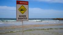 Αυστραλία: Μια νεκρή και ένας σοβαρά τραυματίας μετά από επίθεση καρχαρία